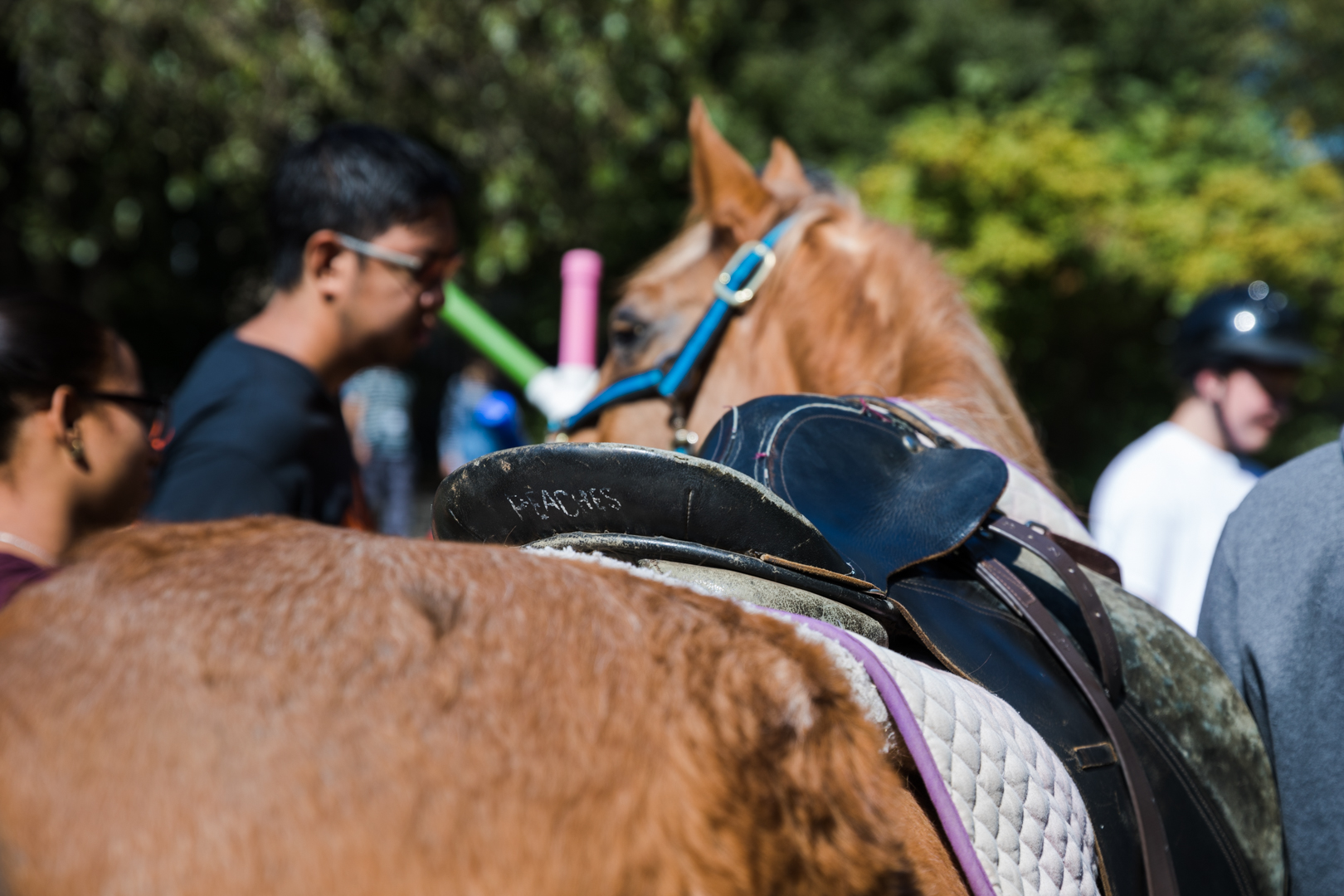 Brooklyn equine teams up with therapeutic riding group The Brooklyn