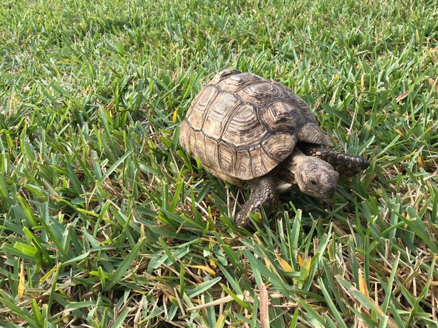 Here’s Why Turtles Have Traction In Bay Ridge - The Brooklyn Home Reporter