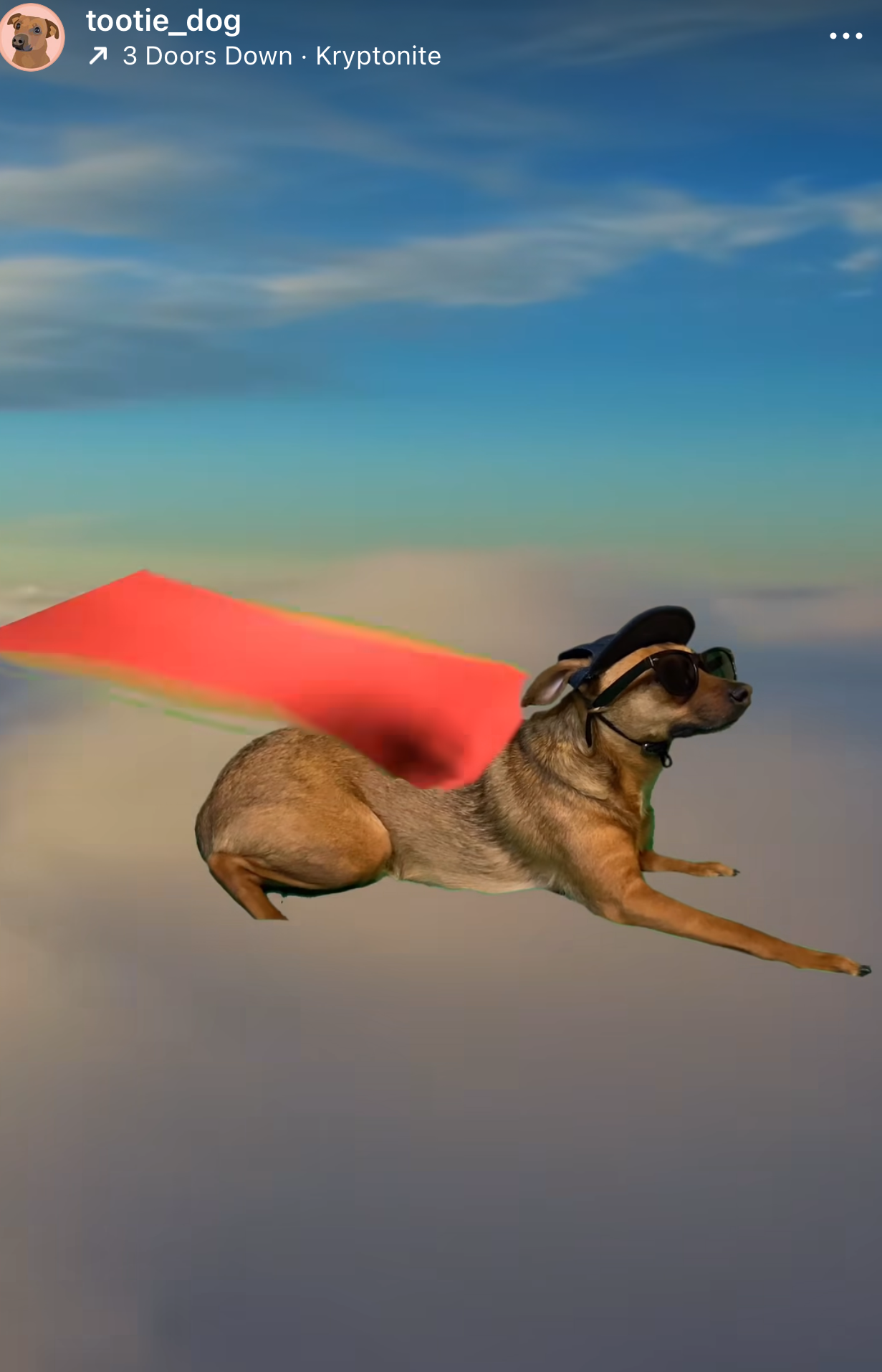 Bay Ridge dog becomes a celebrity on the internet - The Brooklyn Home ...